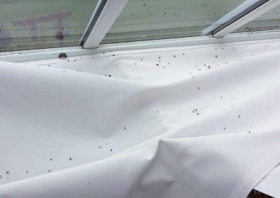 Blinds and sails hold dust, dead insects